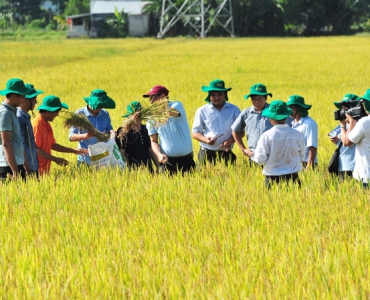 Biến rơm rạ thành phân hữu cơ bón cho lúa, giúp giảm 40% chi phí