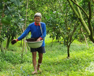 Sử dụng phân bón khoa học để hồi sinh ‘vương quốc quýt hồng’