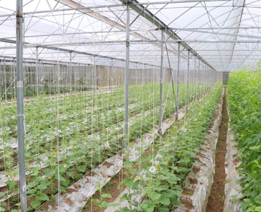 Trồng dưa lưới hữu cơ, lợi nhuận gấp 5 lần thông thường