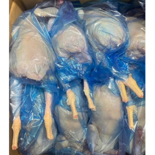 GÀ DAI TÚI XANH 1,4-1,6kg 雌鶏
