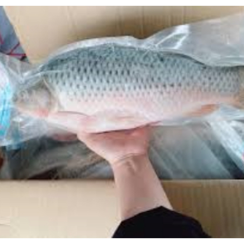 Cá Chép ( giá 1kg)